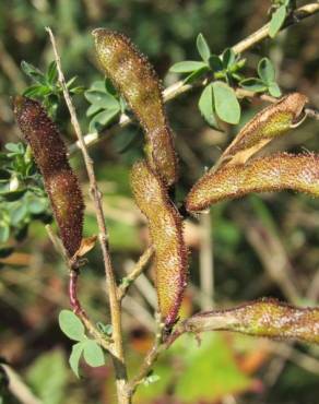 Fotografia 7 da espécie Adenocarpus lainzii no Jardim Botânico UTAD