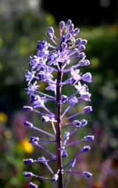 Fotografia da espécie Scilla hyacinthoides