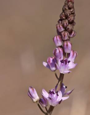 Fotografia 5 da espécie Scilla autumnalis no Jardim Botânico UTAD