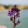 Fotografia 6 da espécie Scilla autumnalis do Jardim Botânico UTAD