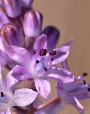 Fotografia 7 da espécie Scilla autumnalis no Jardim Botânico UTAD