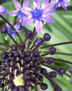 Fotografia 6 da espécie Scilla peruviana no Jardim Botânico UTAD