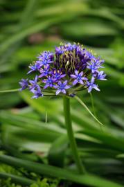 Fotografia da espécie Scilla peruviana