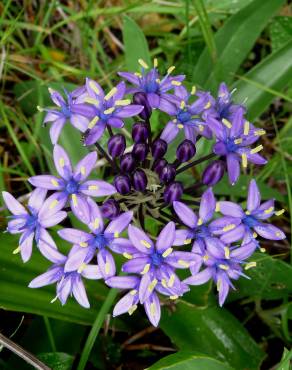 Fotografia 9 da espécie Scilla peruviana no Jardim Botânico UTAD