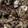 Fotografia 4 da espécie Scandix pecten-veneris do Jardim Botânico UTAD