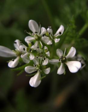 Fotografia 6 da espécie Scandix pecten-veneris no Jardim Botânico UTAD