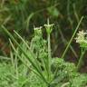 Fotografia 7 da espécie Scandix pecten-veneris do Jardim Botânico UTAD