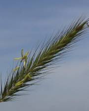 Fotografia da espécie Hordeum secalinum