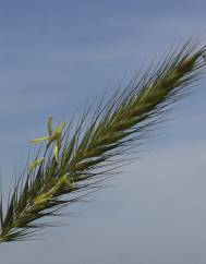 Hordeum secalinum