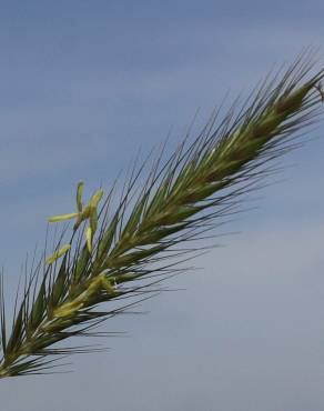 Fotografia 1 da espécie Hordeum secalinum no Jardim Botânico UTAD