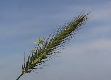 Fotografia da espécie Hordeum secalinum