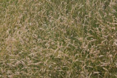 Fotografia da espécie Hordeum secalinum