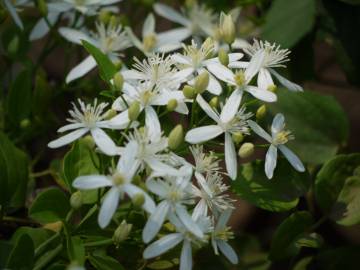 Fotografia da espécie Clematis flammula