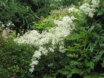 Fotografia da espécie Clematis flammula