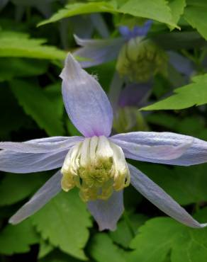 Fotografia 8 da espécie Clematis alpina no Jardim Botânico UTAD