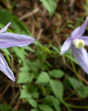 Fotografia 9 da espécie Clematis alpina no Jardim Botânico UTAD