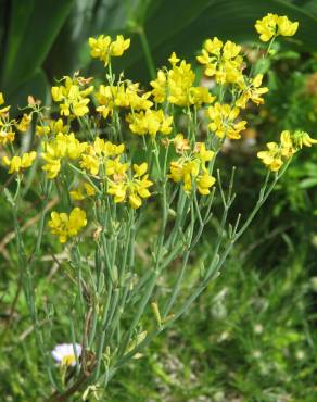 Fotografia 4 da espécie Coronilla juncea no Jardim Botânico UTAD