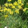 Fotografia 4 da espécie Coronilla juncea do Jardim Botânico UTAD