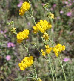 Fotografia da espécie Coronilla juncea