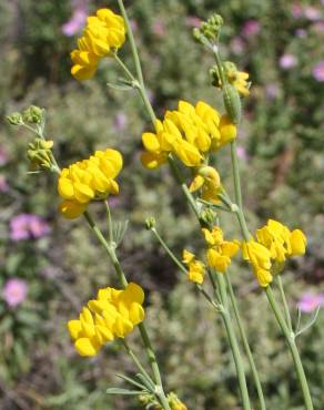 Fotografia 5 da espécie Coronilla juncea no Jardim Botânico UTAD