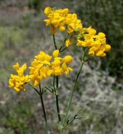 Fotografia da espécie Coronilla juncea