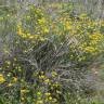 Fotografia 7 da espécie Coronilla juncea do Jardim Botânico UTAD