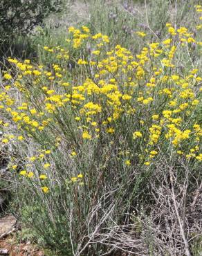 Fotografia 8 da espécie Coronilla juncea no Jardim Botânico UTAD