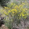 Fotografia 8 da espécie Coronilla juncea do Jardim Botânico UTAD