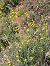 Fotografia da espécie Coronilla juncea