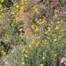 Fotografia 9 da espécie Coronilla juncea do Jardim Botânico UTAD