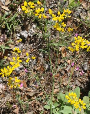 Fotografia 11 da espécie Coronilla juncea no Jardim Botânico UTAD