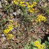 Fotografia 11 da espécie Coronilla juncea do Jardim Botânico UTAD