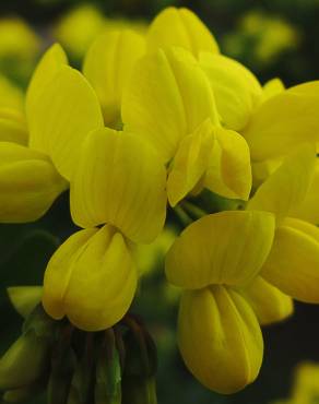 Fotografia 6 da espécie Coronilla glauca no Jardim Botânico UTAD