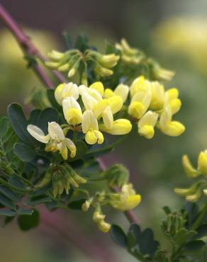 Fotografia 7 da espécie Coronilla glauca no Jardim Botânico UTAD