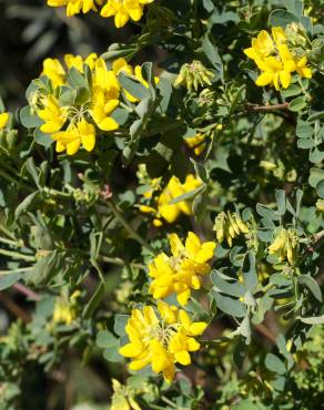 Fotografia 8 da espécie Coronilla glauca no Jardim Botânico UTAD