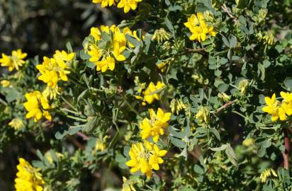 Fotografia da espécie Coronilla glauca