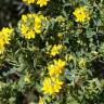 Fotografia 8 da espécie Coronilla glauca do Jardim Botânico UTAD