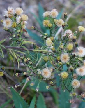 Fotografia 12 da espécie Erigeron sumatrensis no Jardim Botânico UTAD