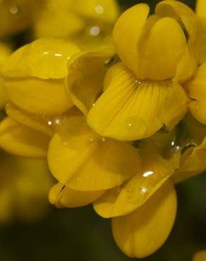 Fotografia 9 da espécie Coronilla glauca no Jardim Botânico UTAD