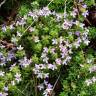 Fotografia 5 da espécie Thymus caespititius do Jardim Botânico UTAD