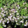 Fotografia 6 da espécie Thymus caespititius do Jardim Botânico UTAD