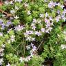 Fotografia 7 da espécie Thymus caespititius do Jardim Botânico UTAD