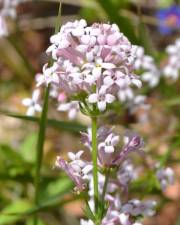 Fotografia da espécie Asperula hirsuta