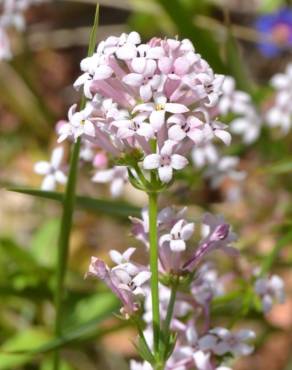 Fotografia 1 da espécie Asperula hirsuta for. hirsuta no Jardim Botânico UTAD