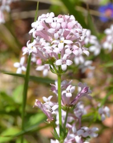 Fotografia de capa Asperula hirsuta for. hirsuta - do Jardim Botânico