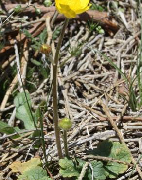 Fotografia 3 da espécie Ranunculus nigrescens no Jardim Botânico UTAD