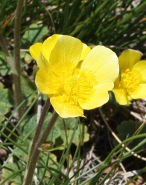 Fotografia 1 da espécie Ranunculus nigrescens no Jardim Botânico UTAD