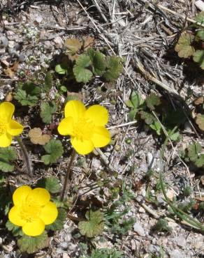 Fotografia 4 da espécie Ranunculus nigrescens no Jardim Botânico UTAD