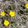 Fotografia 4 da espécie Ranunculus nigrescens do Jardim Botânico UTAD