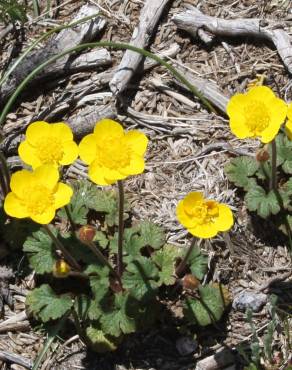 Fotografia 5 da espécie Ranunculus nigrescens no Jardim Botânico UTAD